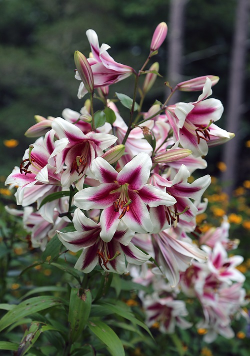 Different Kinds of Varieties of Pink Lilies for garden