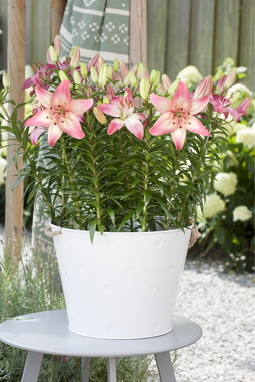 gorgeous Various Kinds of Pink Lily Varieties