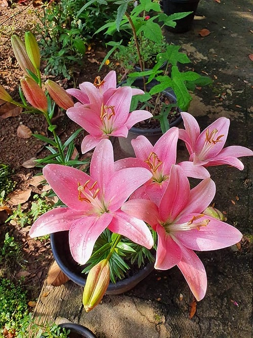 beautiful Different Kinds of Varieties of Pink Lilies