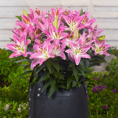 Gorgeous Different Types of Pink Lily Varieties 