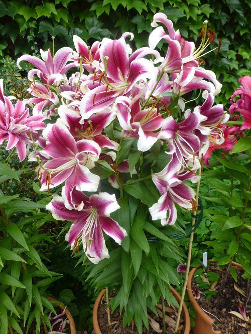 Amazing Different Types of Pink Lily Varieties
