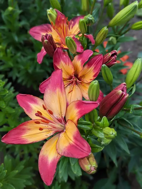 Kinds of Varieties of Pink Lilies