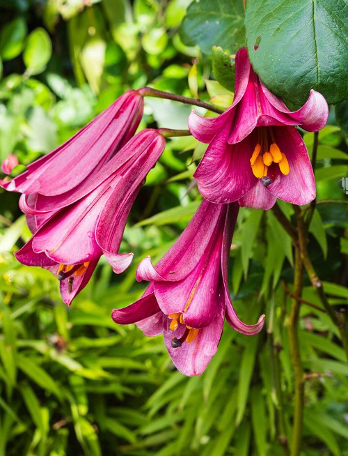 Types of Pink Lily Varieties