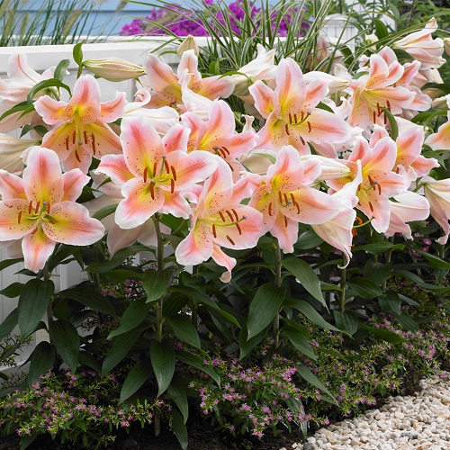 Different Kinds of Varieties of Pink Lilies