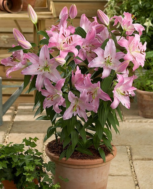 best Different Kinds of Varieties of Pink Lilies