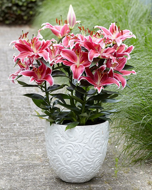 best gorgeous Various Kinds of Pink Lily Varieties