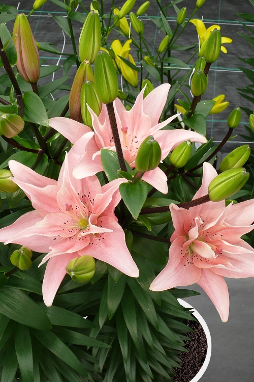 lovely Different Kinds of Varieties of Pink Lilies