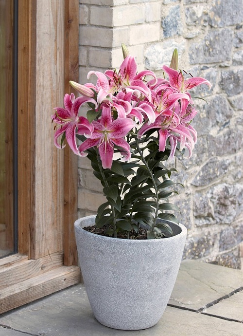 Types of Pink Lily Varieties