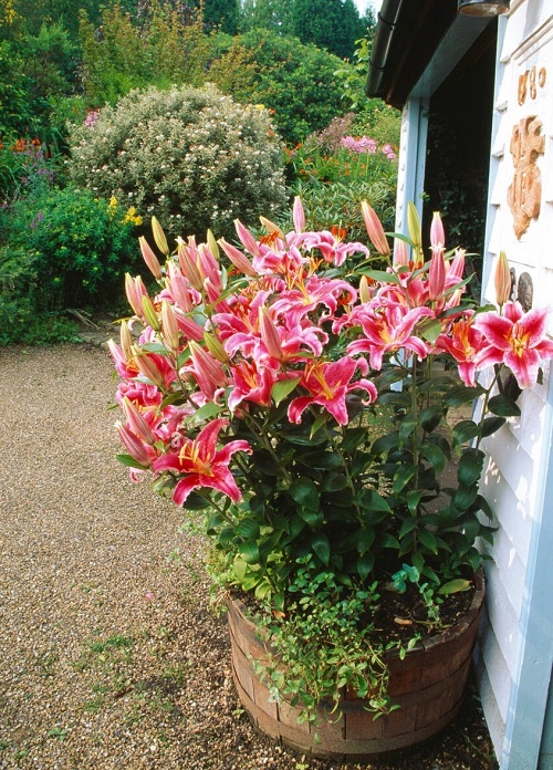 top Different Kinds of Varieties of Pink Lilies