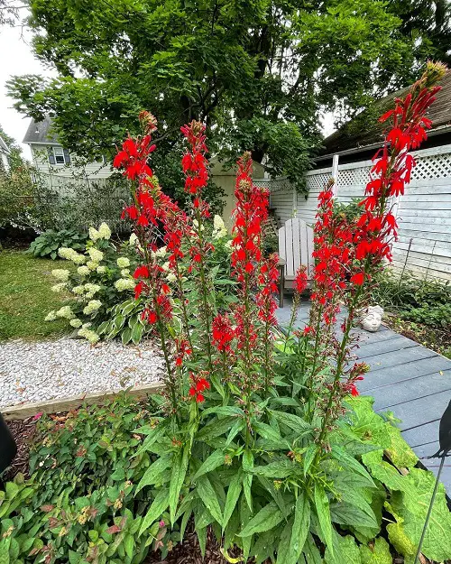 Native Plants of Illinois