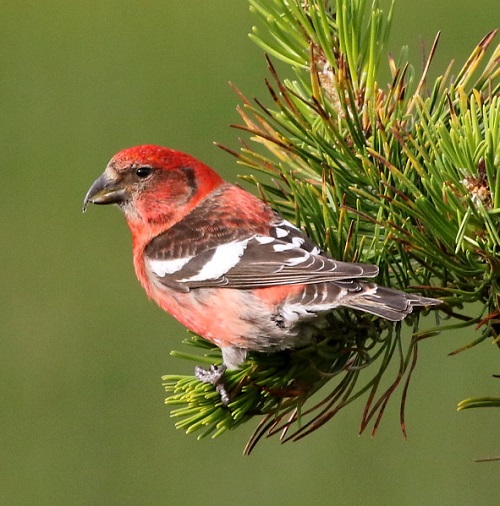 best Elegant birds with red chests