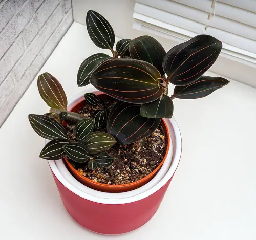best Cold Tolerant Indoor Plants
