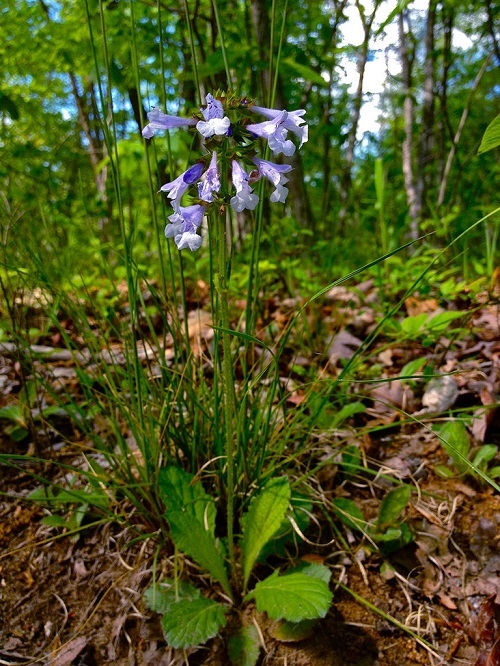 Top best Weeds with Blue Flowers