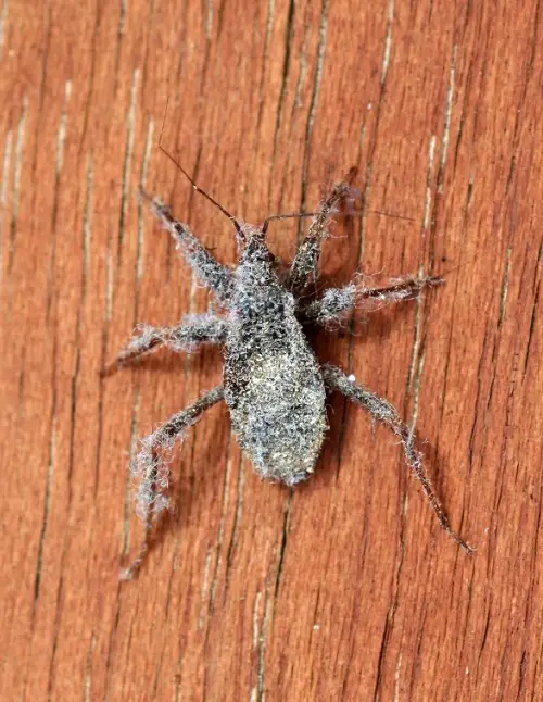 Amazing Typical Bathroom Bugs: Tiny Black, Wingless Bugs