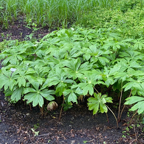 best The Greatest Garden-Scape and Wild Edible Plants in Georgia