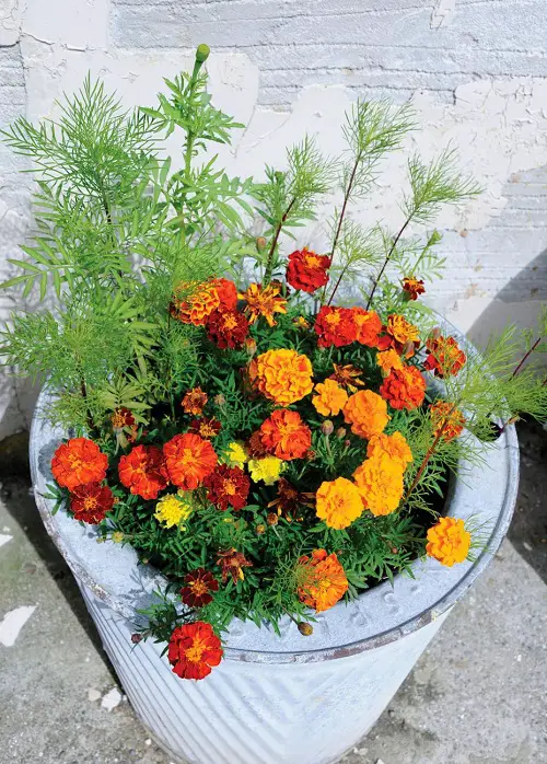 Beautiful Mexican Flowers