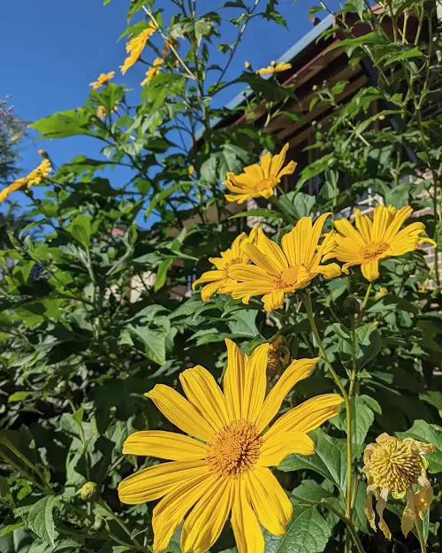 Beautiful Mexican Flowers in garden 5