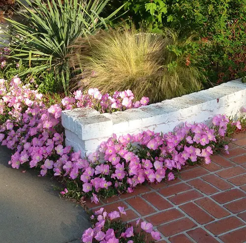 Gorgeous Mexican Flowers That You Really Should Plant
