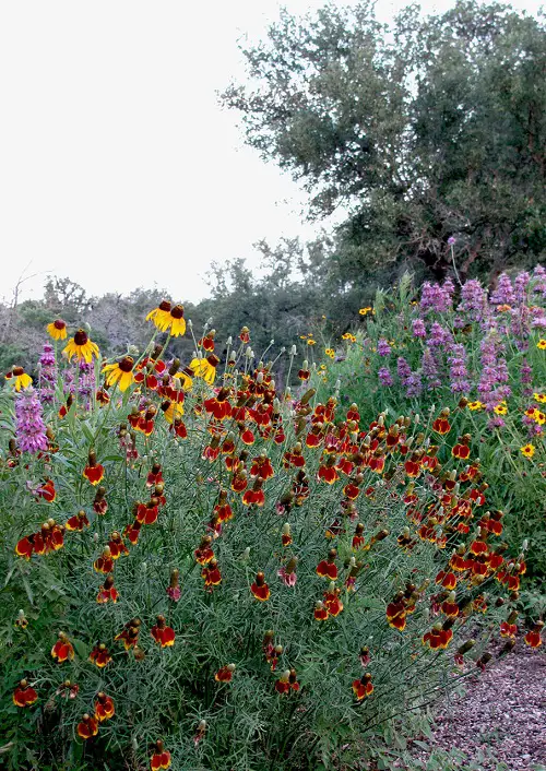 Mexican Hat Flower in garden