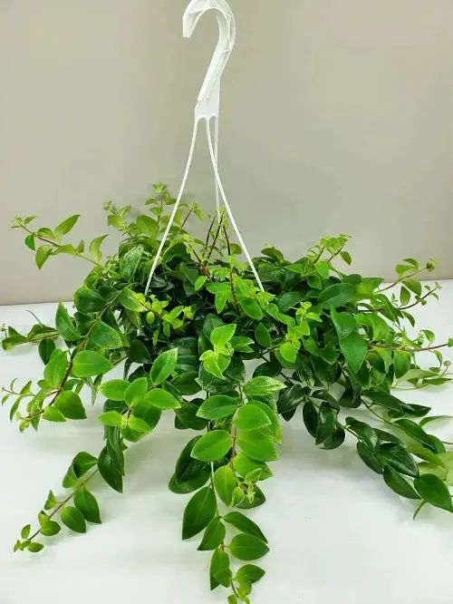 hanging Types of Lipstick Plant Varieties 7