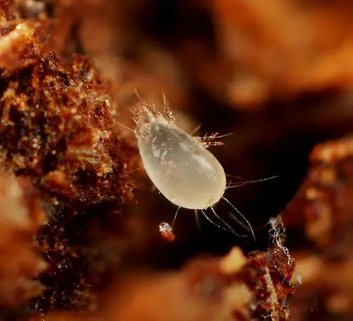 best Typical tiny black bugs without wings found in bathrooms
