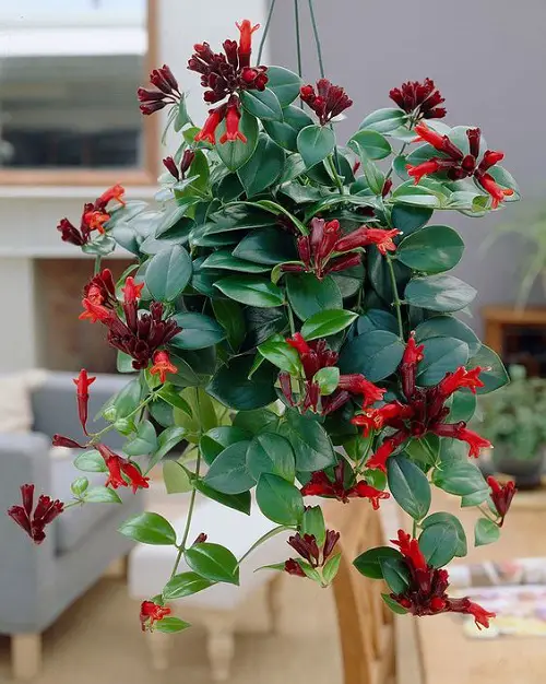 Amazing Different Types of Lipstick Plant Varieties