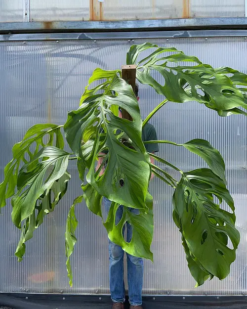 Types of Monstera to Grow in Water 