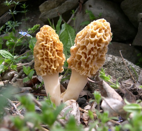 best Unusual Mushrooms that Remind Us of a Brain