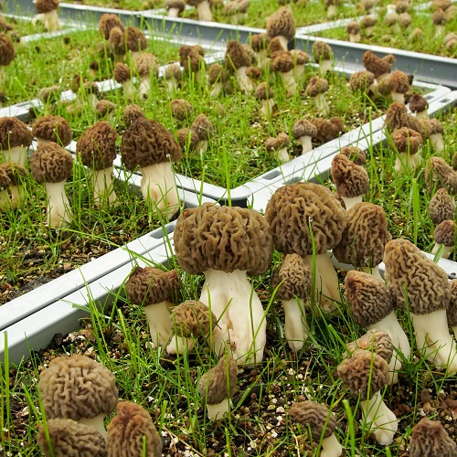 Top Georgia Wild Edible Plants That Can Be Grown in a Garden