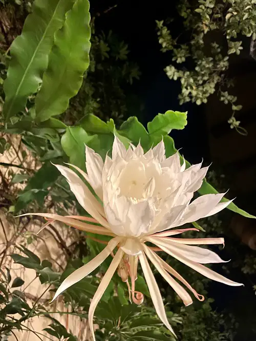 Most Common Mistakes that Stops Night-Blooming Cereus to Flower