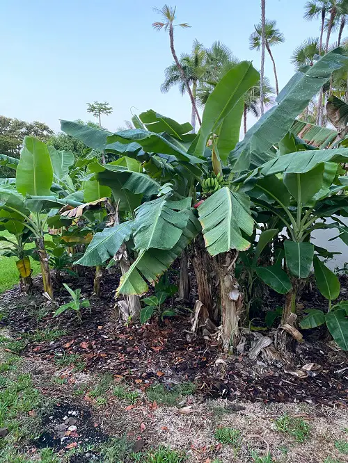 Cold Hardy Tropical Plants in garden