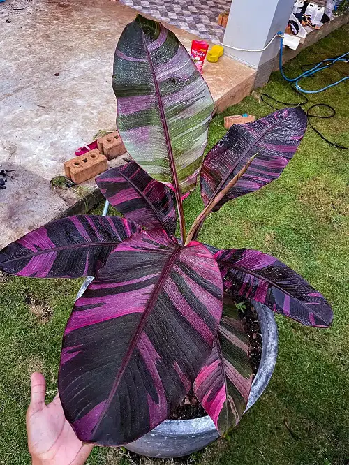 beautiful Variegated Varieties of Banana Plants
