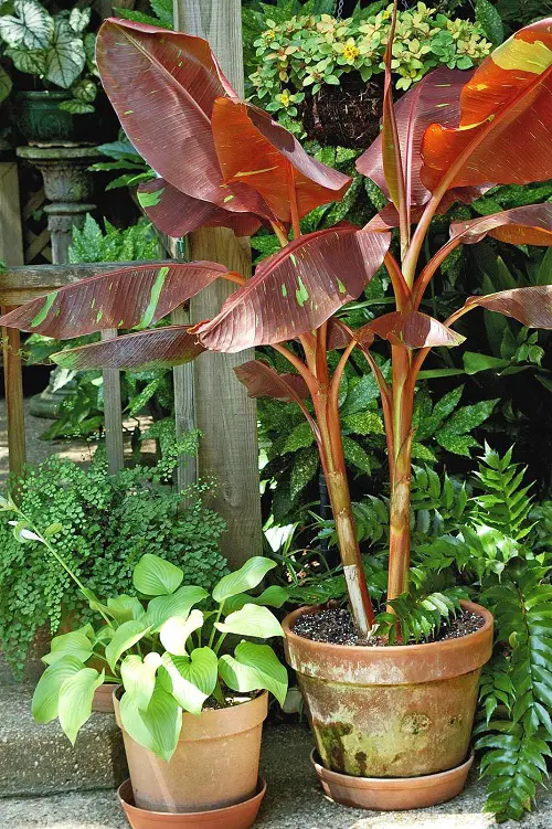 best Variegated Banana Plant Varieties