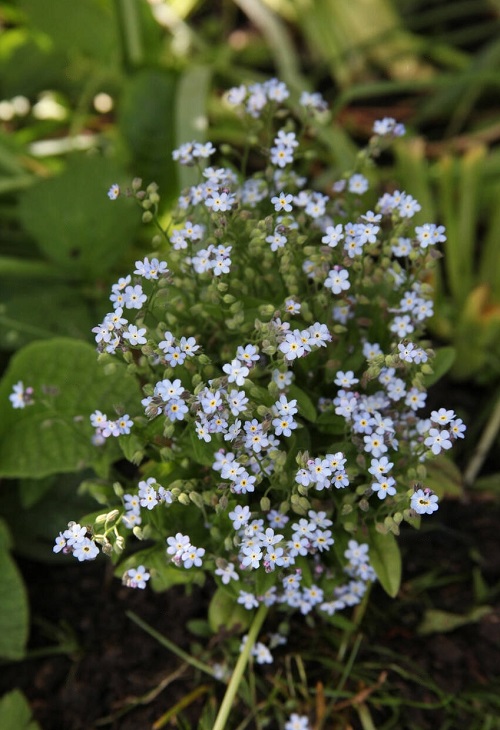 Weeds with Blue Flowers in garden