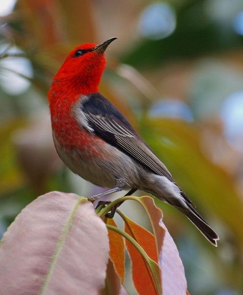 Cute birds with red chests