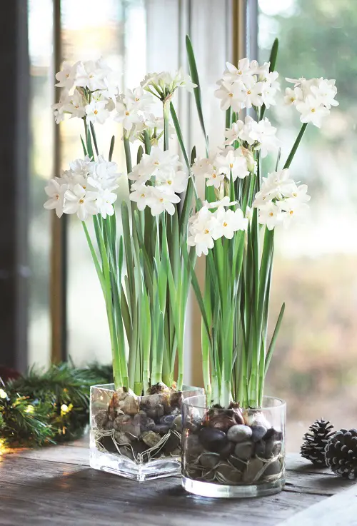 Water-Resistant Bulbs near Window