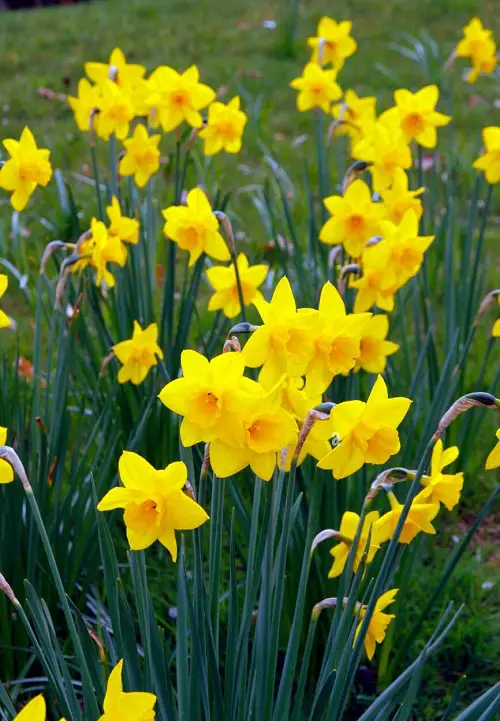 Best Gold Flowers in yard