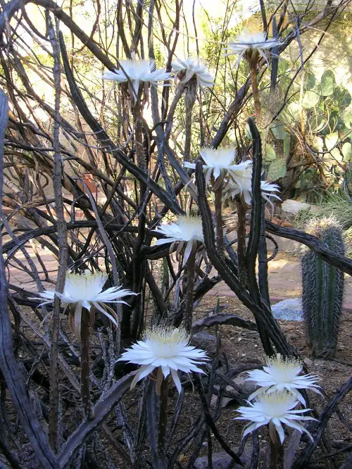 Night Blooming Cereus to Bloom