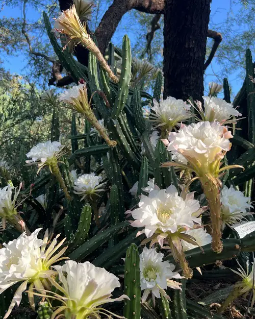 Night Blooming Cereus to Bloom care
