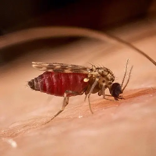 Little Insects That Remind Me of Dirt Specks 
