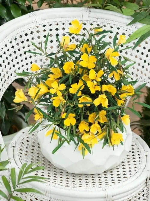 Yellow Flowering Herbs on chair 