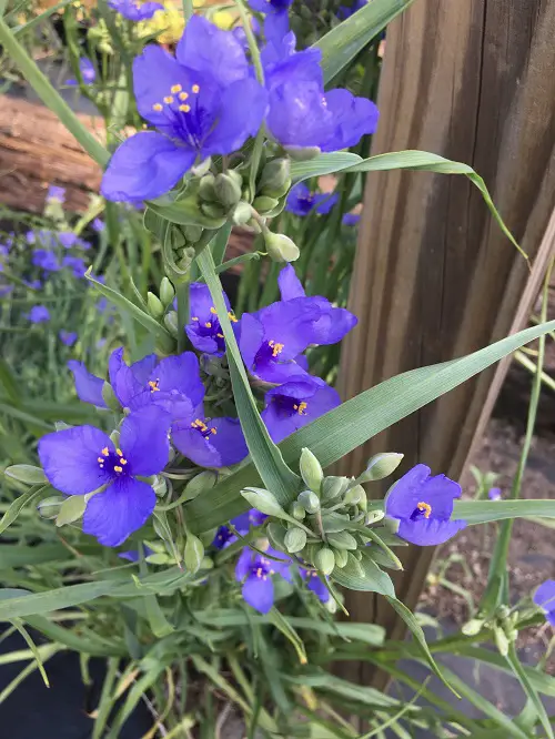 flower name start with 0 in pot