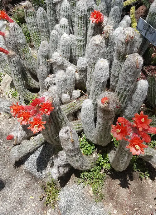 flower name start with 0 in pot 8