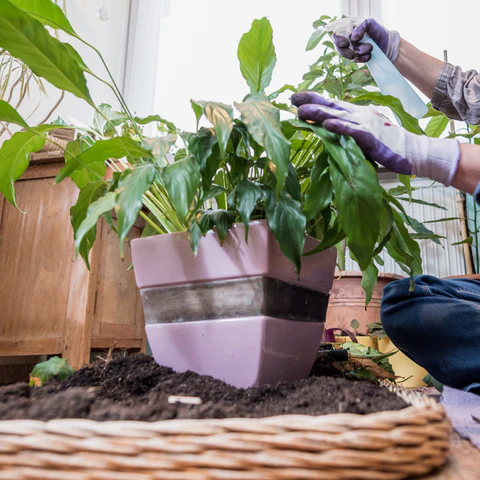 Peace Lily Orchid Fertilizer