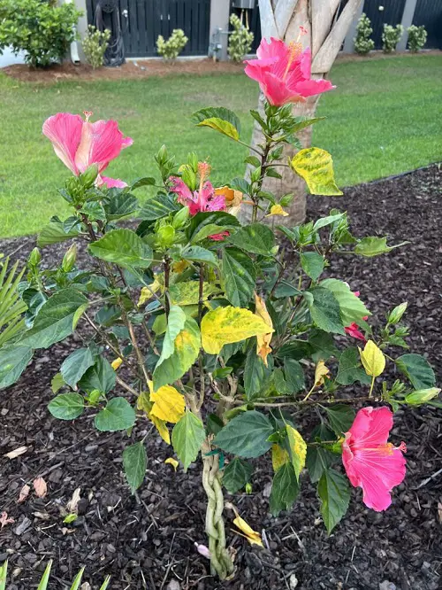 Hibiscus Leaves Turning Yellow |
