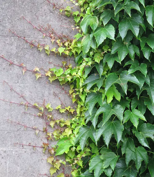 Low-Light Outdoor boston evy Vines