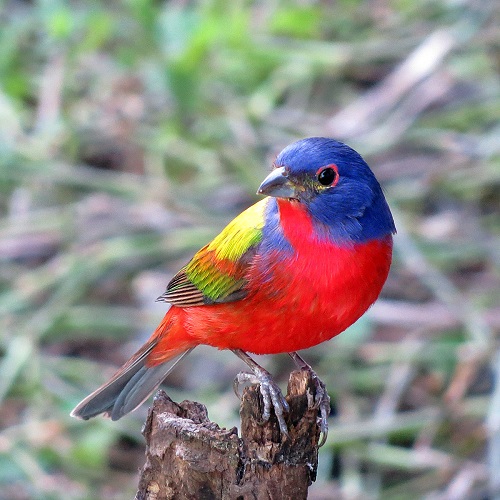 Awesome Birds with a Red Chest