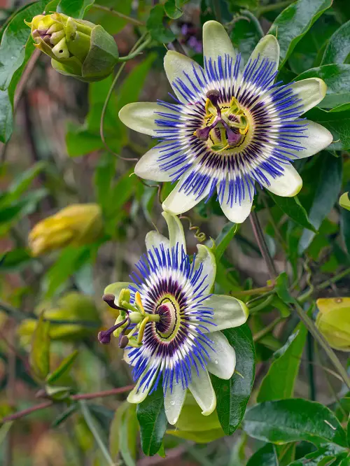 Amazing Mexican Flowers in garden