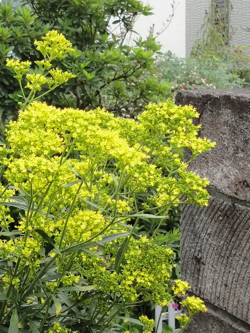 best stunning gold flowers in the garden 