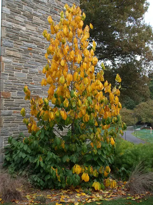 Amazing Wild Edible Plants in Georgia 5